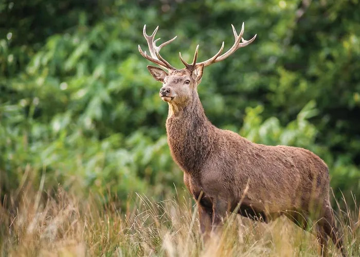 Castlerosse Park * Killarney