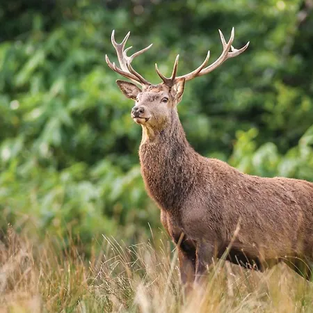 Castlerosse Park * Killarney